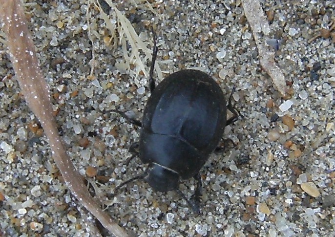 Pimelia nana? Erodius